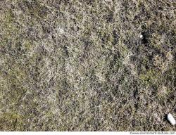 Photo Textures of Ground Grass